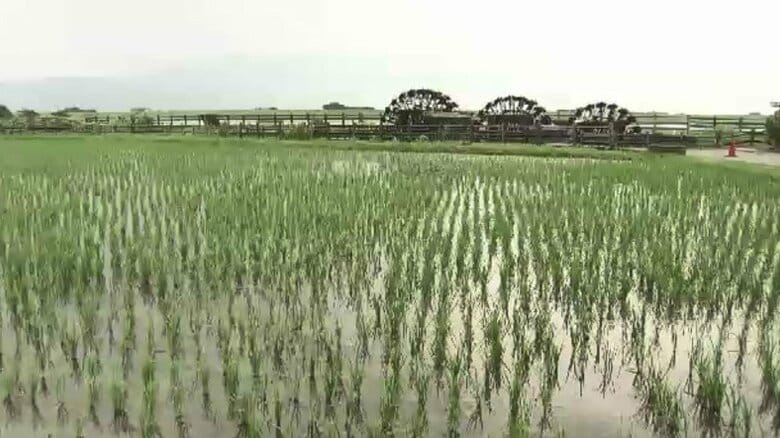 朝倉市38.4℃全国1位の暑さ　福岡県内各地で猛暑日　31人が熱中症疑いで搬送｜FNNプライムオンライン