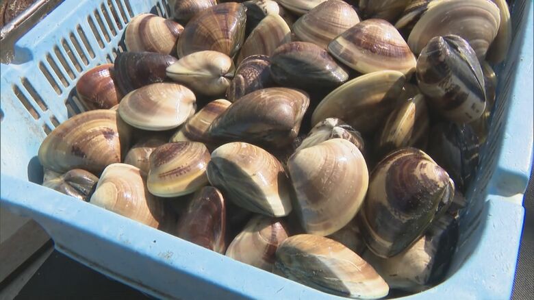 伊勢の海でいったい何が…ハマグリが増えてアサリは減る“謎の逆転現象” 漁師たちが元の海に戻る日を願う理由｜FNNプライムオンライン