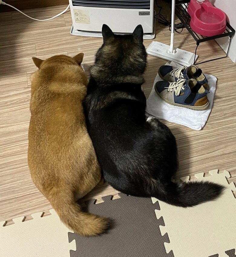 ストーブ前でぬくぬく