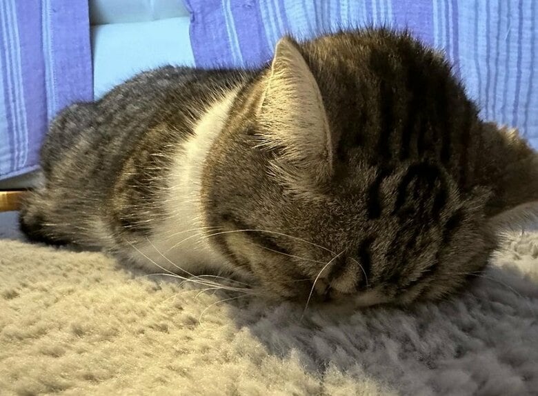 進化版のごめん寝