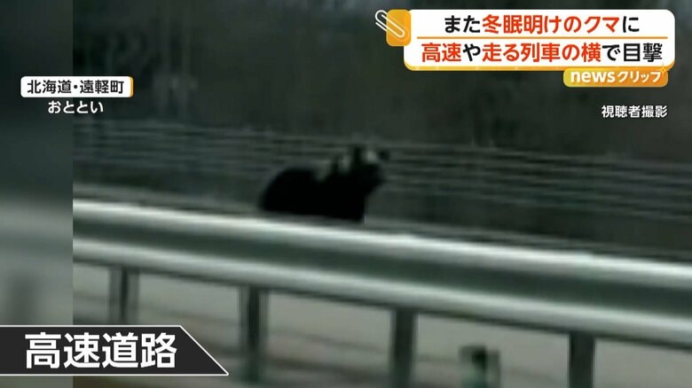 大きな体を揺らしながら高速道路を横切るクマ（3月30日、北海道・遠軽町）
