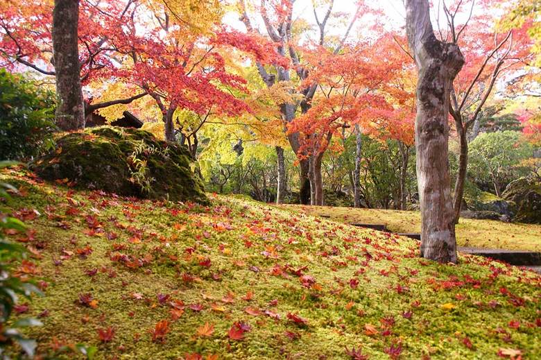 YOLO JAPANアンケート調査、外国人が選ぶ日本の紅葉スポット1位は箱根
