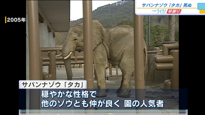 穏やかな性格で人気者