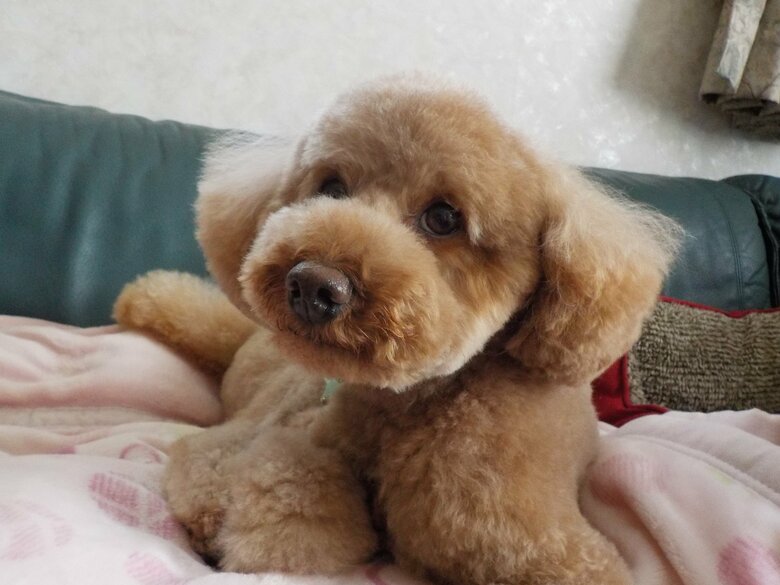 リラックスムードのデコピン君（2歳10カ月の頃）