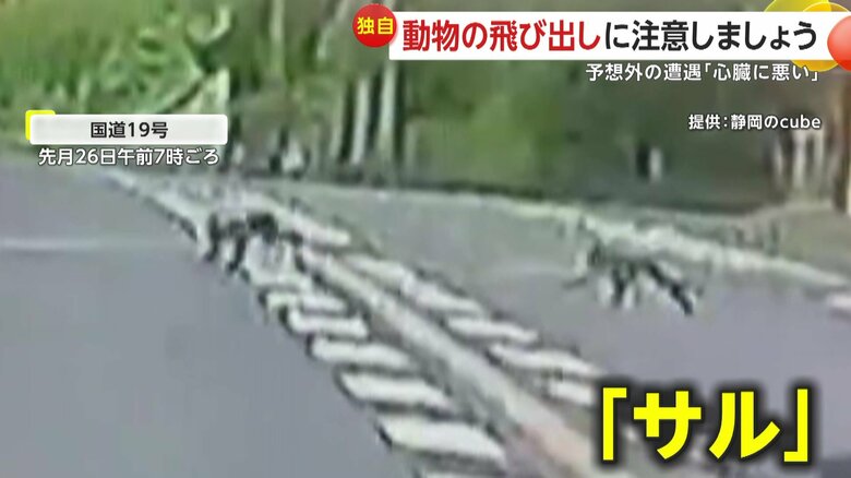 ガードレールの下をくぐり現れた「サル」（5月26日午前7時頃、岐阜県と長野県の境目付近）