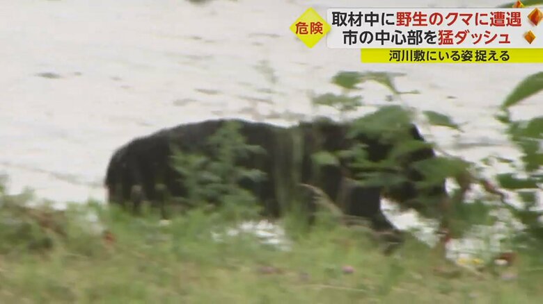 クマはいったん草の陰へ…