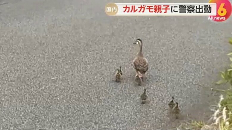 お母さんガモに追いついた赤ちゃんたち