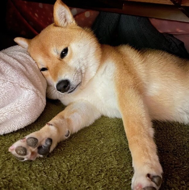 提供：shiba_mugi_さん
