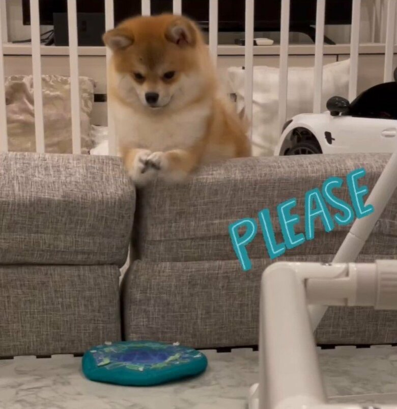 おもちゃが取れない時には助けを求める