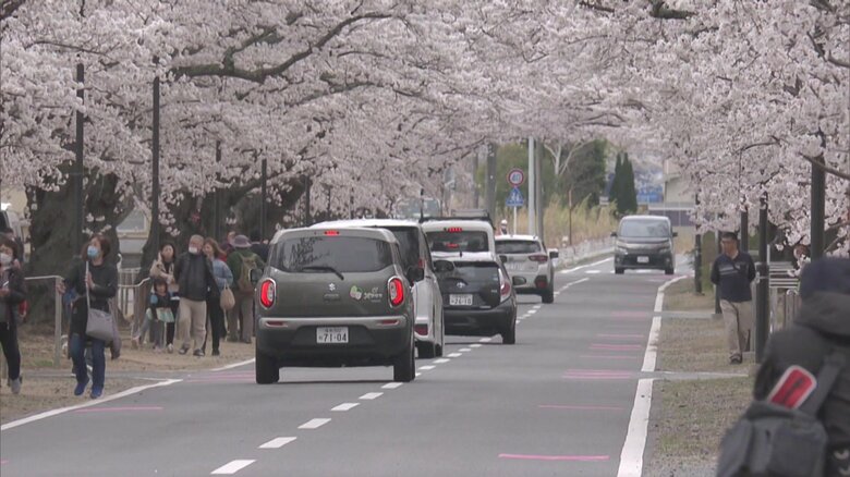 福島県富岡町のシンボル　夜の森の桜並木