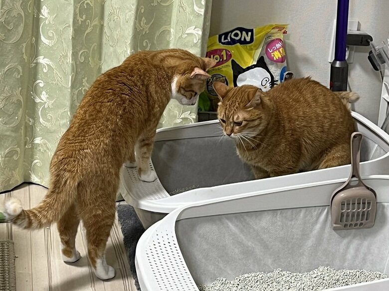 カイちゃんのトイレを見守っているクウちゃん
