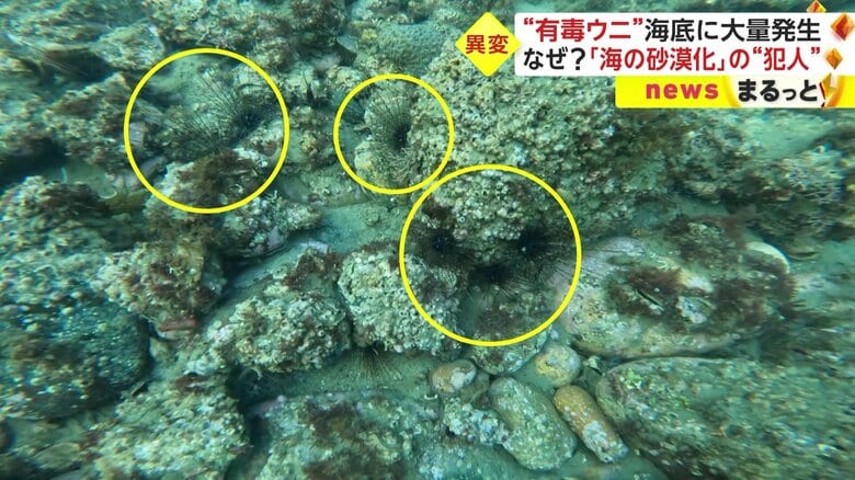 富山で大量発生しているガンガゼ類
