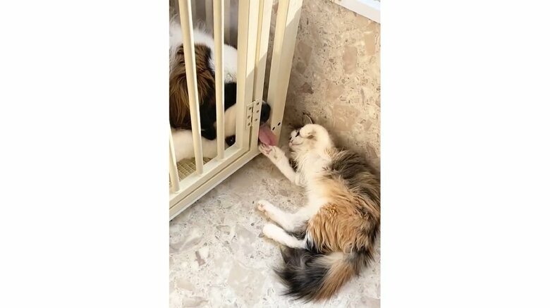 サークル越しに戯れ合って仲良し