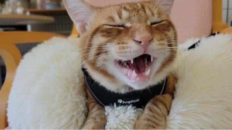 名前は「むーちゃん」に