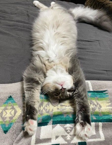 転がるあくびくん