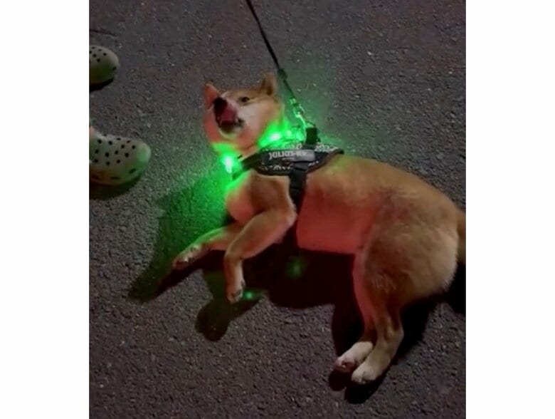 提供：カンさん