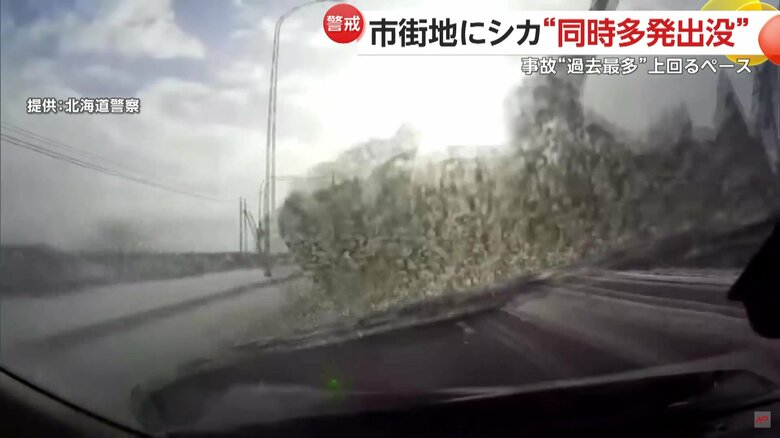 2025年は2024年を上回るペースでシカと車両の接触事故が発生