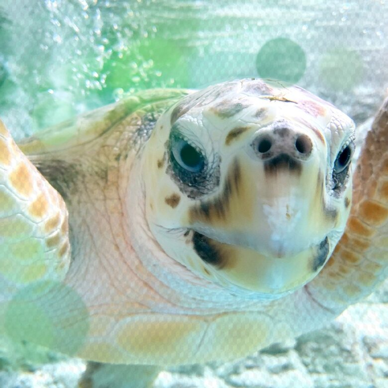 こちらを見つめるだんごちゃん（道の駅ウミガメ公園公式Twitter：@umigamekouenより）