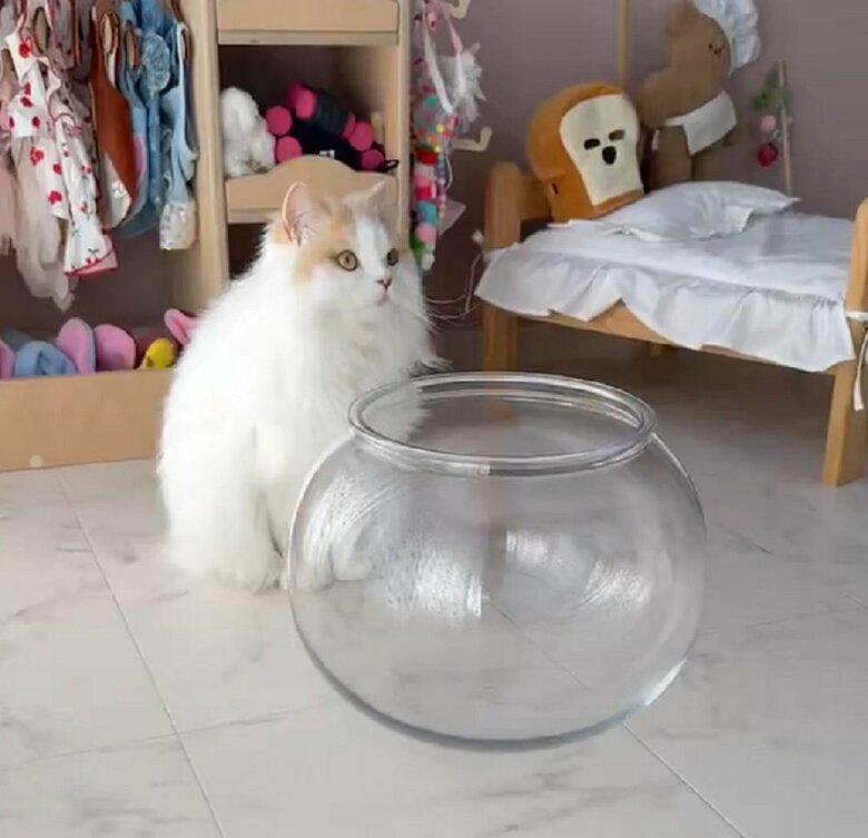 猫が液体になる瞬間