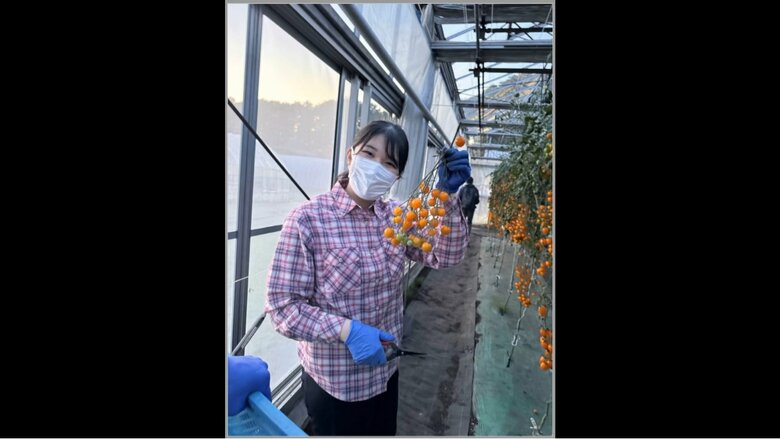 ミニトマトの収穫　提供宮内庁