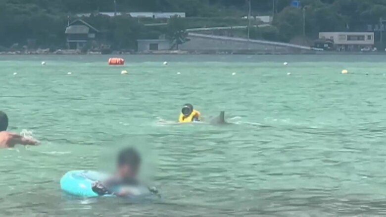 イルカが子どもを襲う一部始終⑮（全18枚）