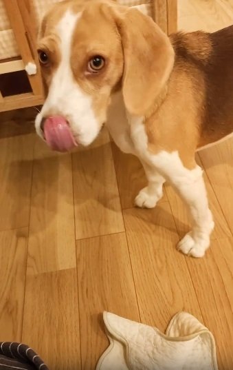 「もういたずらしません」の表情？