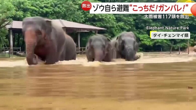 自ら避難するゾウたちの姿もみられていた動物園