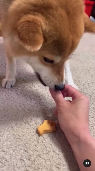 提供：柴犬ゆきちゃん