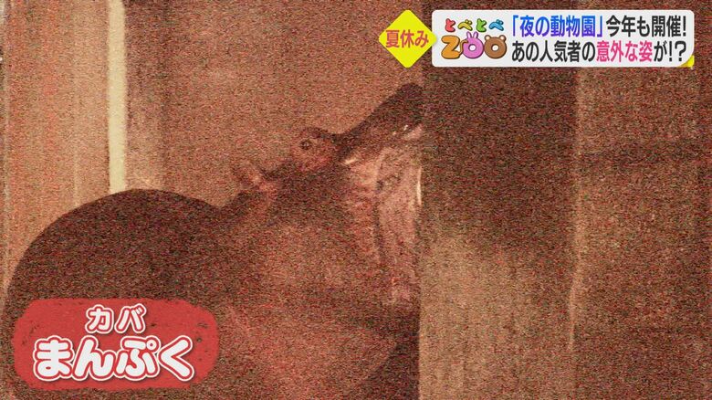 2021年に比べ、すっかり独り立ちを遂げたカバのまんぷく