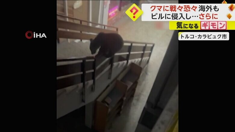 侵入したビルの階段の手すりに上るクマ