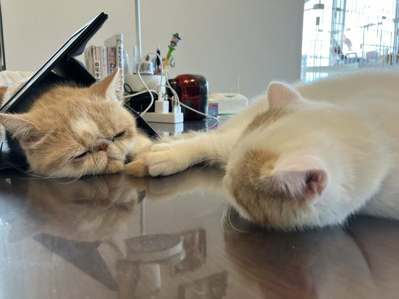 画像提供：エキゾのきなこさん。