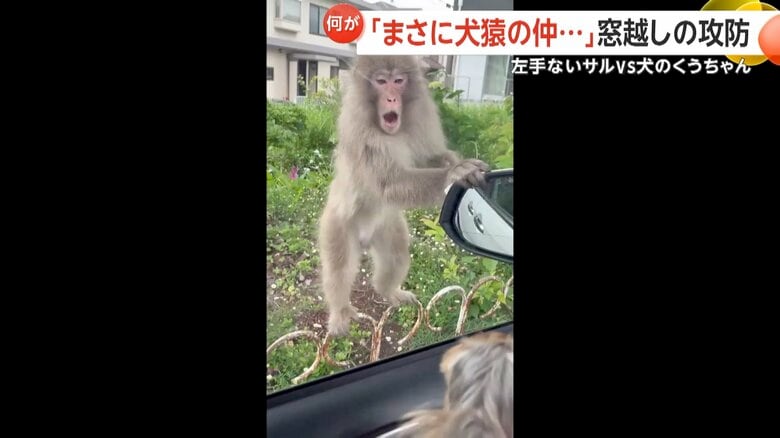 左手のないサルが口を大きく開け、威嚇するように窓へと飛びかかる一部始終④