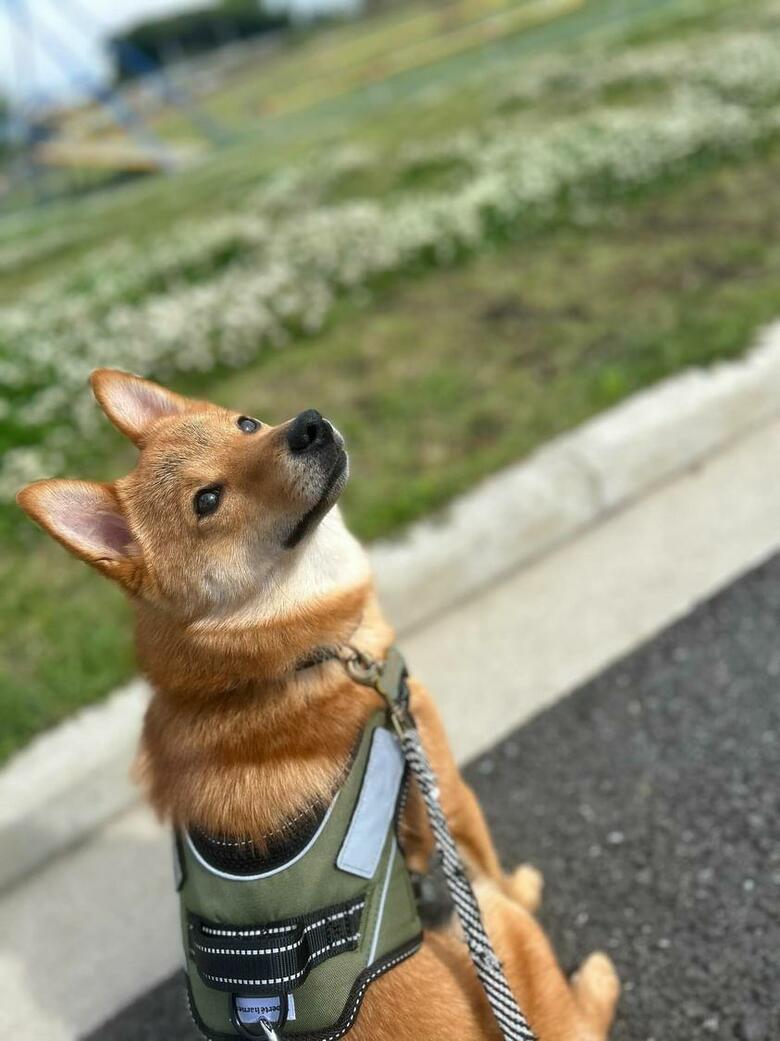 提供：あちさん