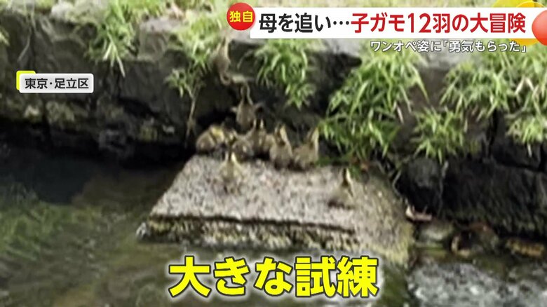 川から出ようとする子ガモたちの目の前に、立ちはだかった高い壁