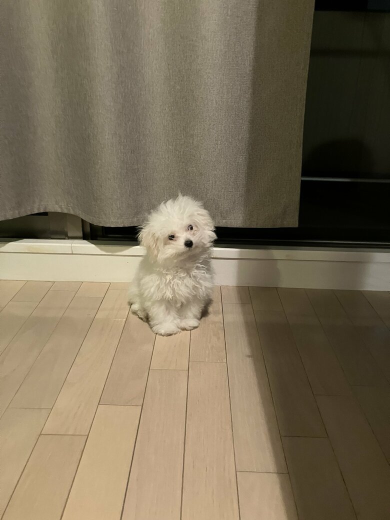 提供：白く、柔らかな犬さん