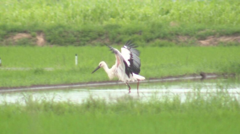 巣立つ前のコウノトリ「かれん」