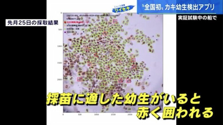 カキ付着期幼生が検出された7月25日の採取結果
