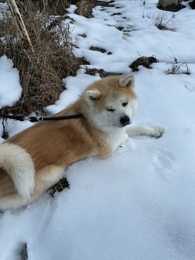 提供：秋田犬 五元(イモト)さん