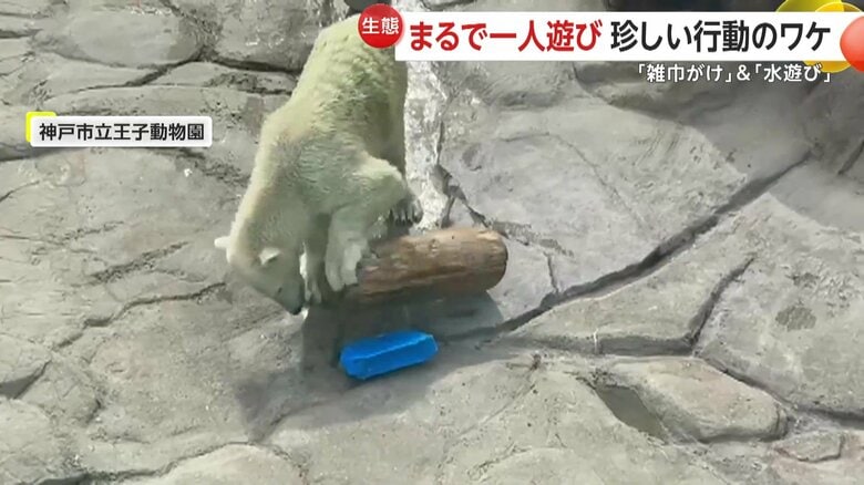 丸太が邪魔で進めなくなったものの、前足でどかすホッキョクグマ