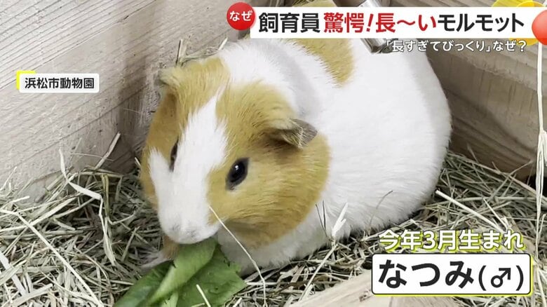 伸びていたのはなつみくん（提供：浜松市動物園）
