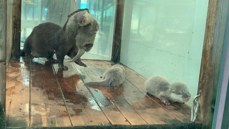 お母さんが口に赤ちゃんをくわえています（映像提供：鳥羽水族館）