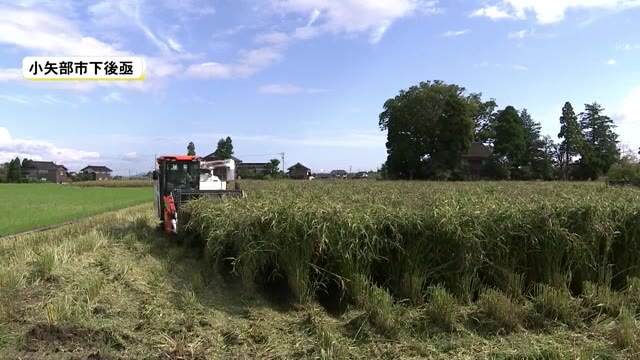 生産量が日本一 県産ハトムギの収穫が始まる
