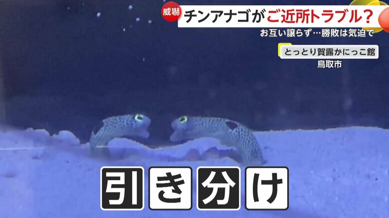 今回の勝負は、引き分けだったチンアナゴのけんか