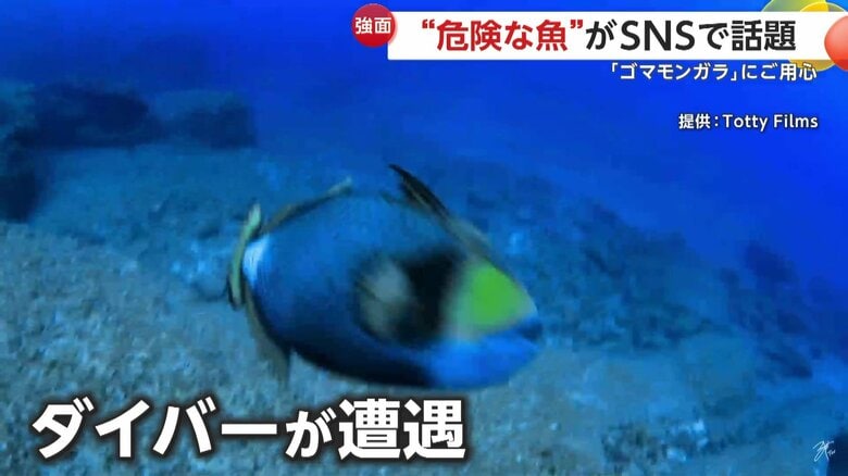実際にダイバーが海の中でゴマモンガラと遭遇した際の映像