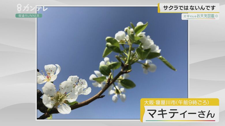 お天気図鑑 ラ フランスの花 大阪 寝屋川市