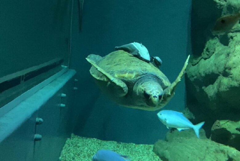 アカウミガメの甲羅にくっついているコバンザメ（提供：大阪 海遊館）