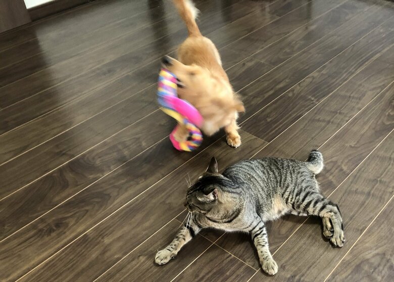 おもちゃを持って、遊びに誘うことも