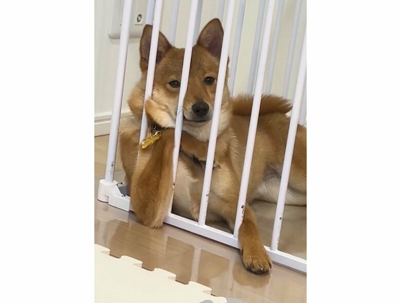 飼い主を見つめるこたろうくん（提供：あちさん）