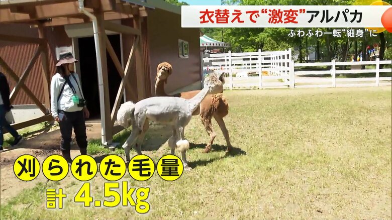 暖冬の影響でいつもより毛量が少なかったアルパカ3頭