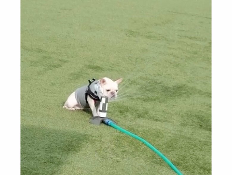 提供：むぎさん